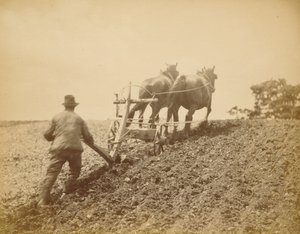 Un tirón fuerte de Peter Henry Emerson
